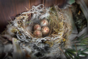 spotted flycatcher nest with eggs on the entrance door, Muscicapa striata spotted flycatcher nest with eggs on the entrance door, Muscicapa striata